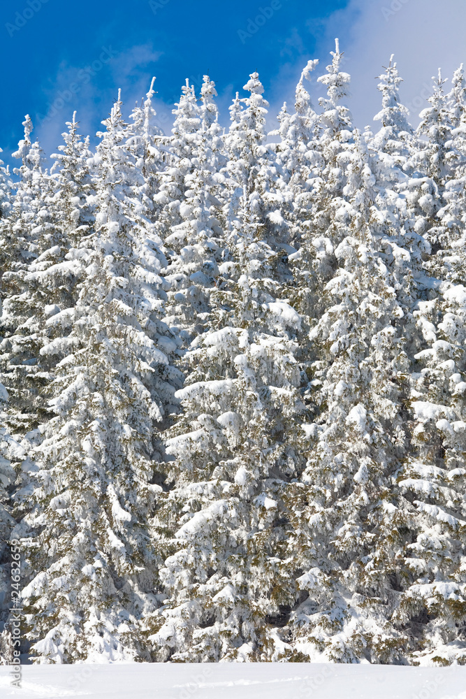 winter forest ( nature background) winter forest ( nature background)