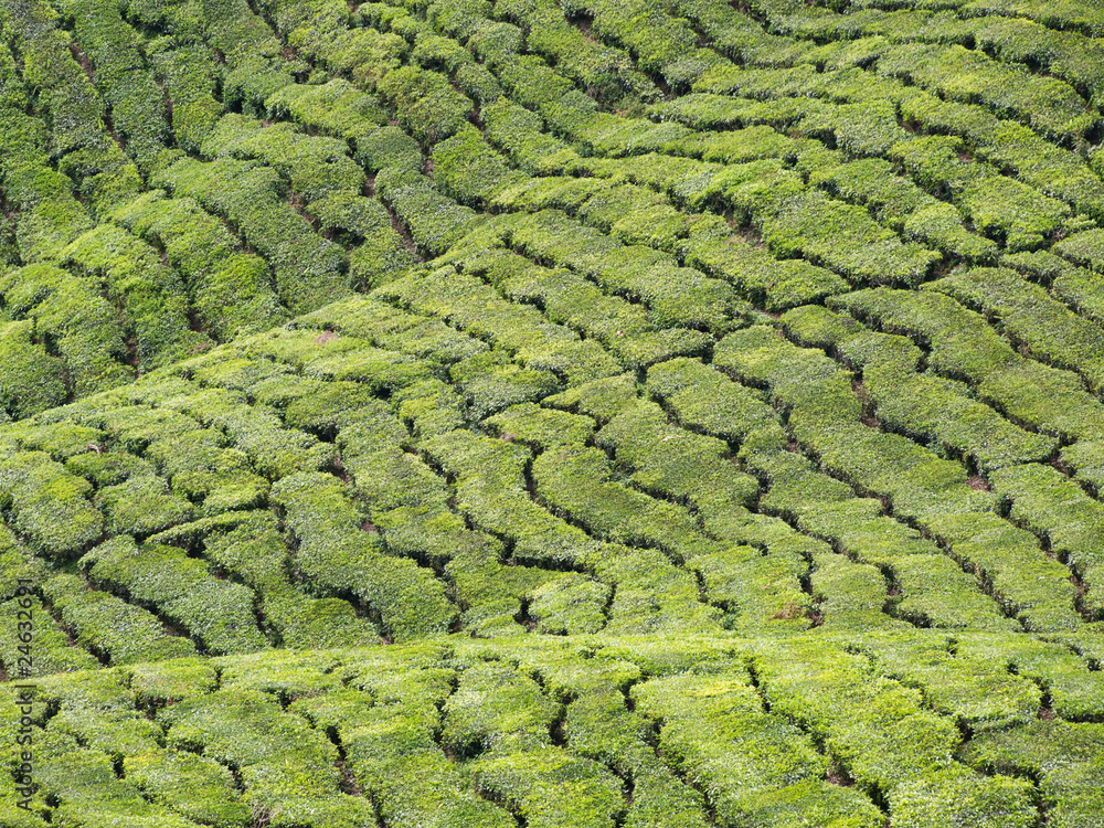 Tea plantation