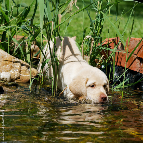 Welpe im  Garten Teich