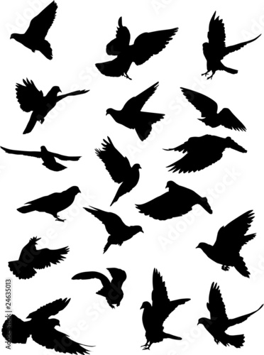 eighteen pigeon silhouettes