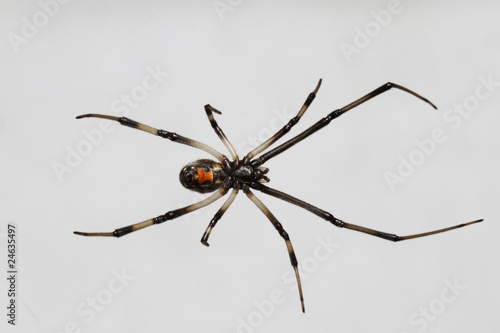 Young_Black_Widow_Spider_Isolated_on_White