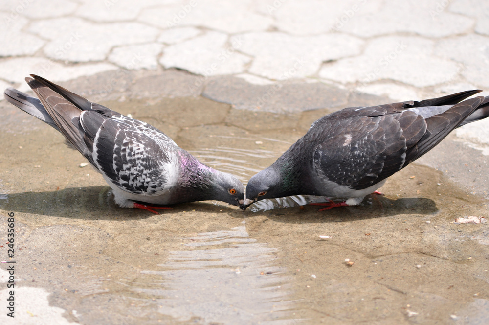 Obraz premium Two pigeons drinking water