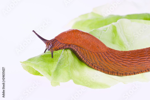 Nacktschnecke auf Salatblatt photo