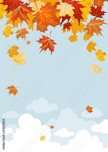 Maple leaves