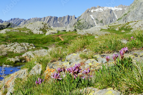 alpage des les alpes photo