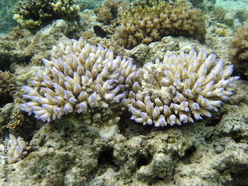 珊瑚 © ALPACA