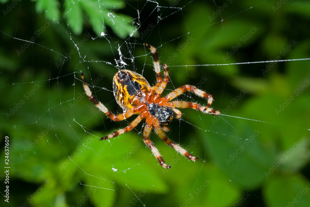 Spider on spider-web 16 Spider on spider-web 16