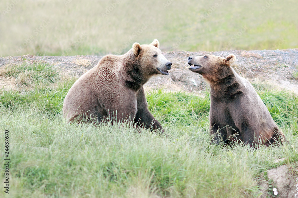 Two Bears Interacting