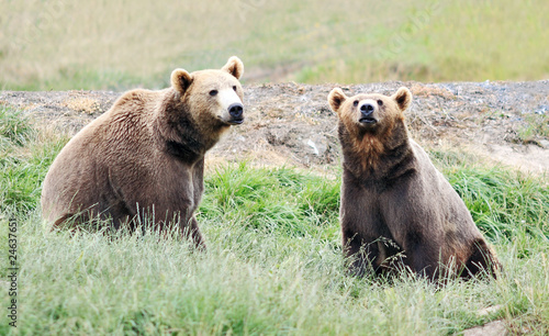 Two bears looking at Viewer