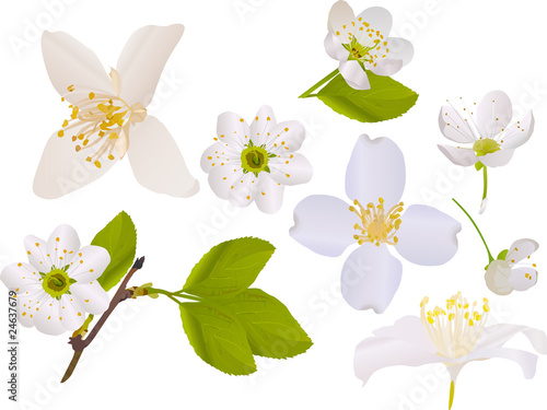 jasmine and cherry tree flowers collection