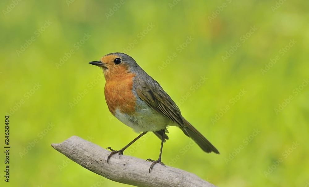 Petirrojo ( Erithacus rubecula ) en posadero Petirrojo ( Erithacus rubecula ) en posadero