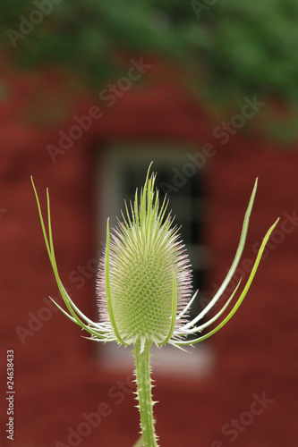 Teasel photo