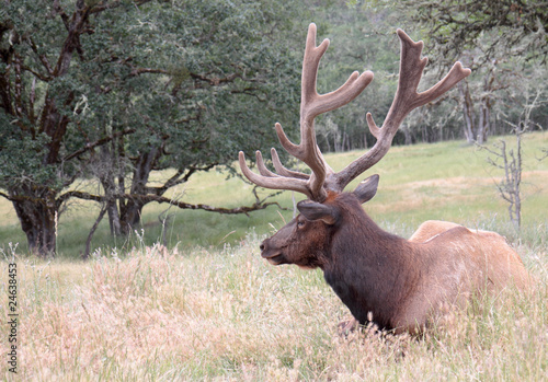 Elk with Large Rack