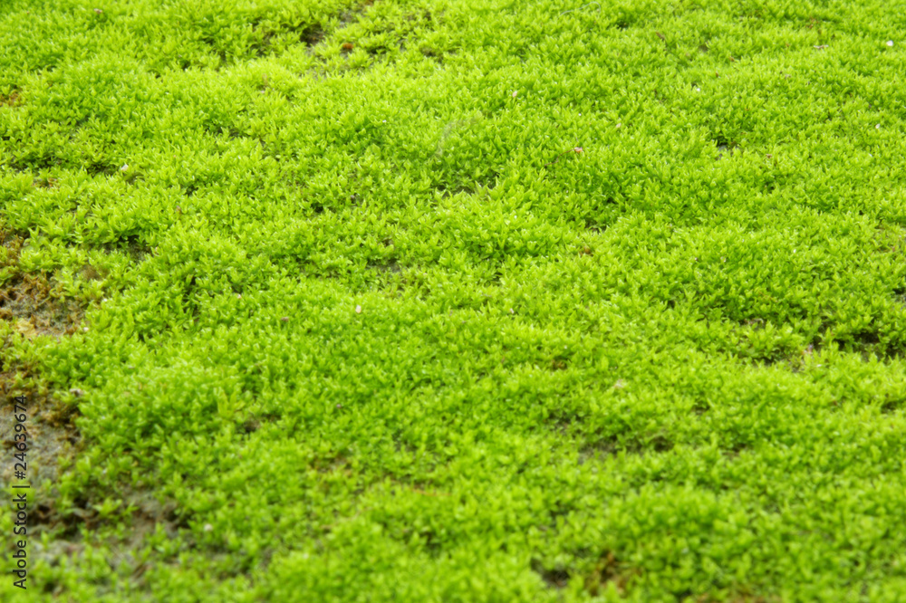 Green lichen Green lichen