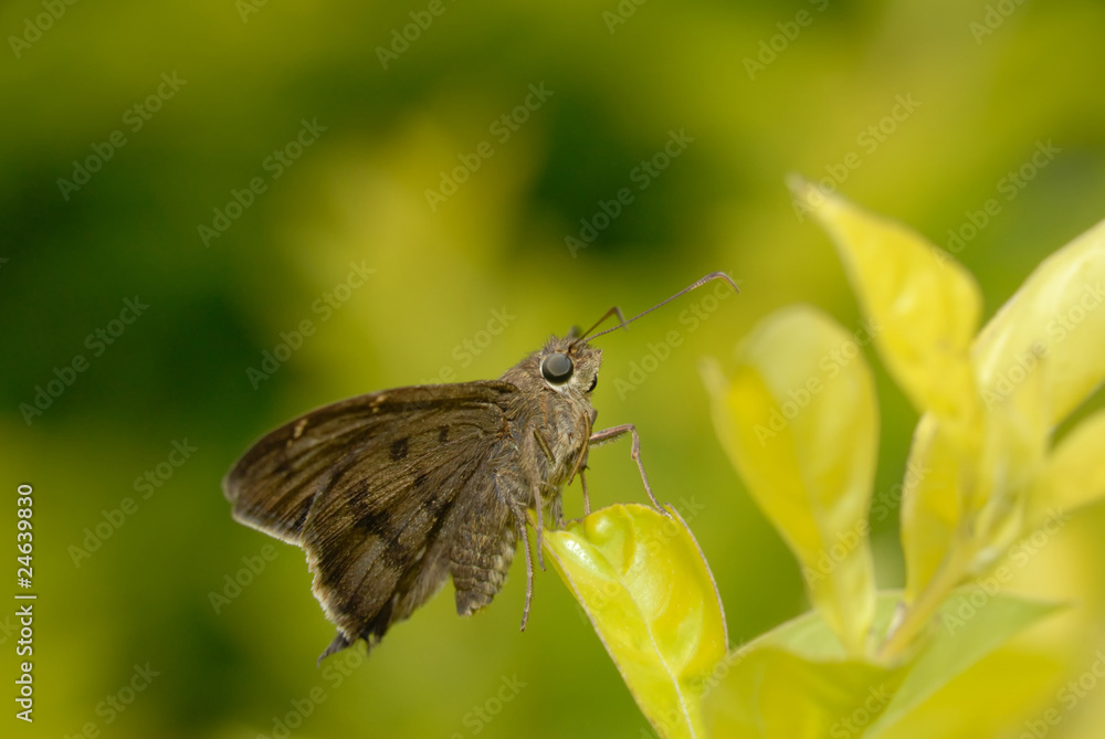 custom made wallpaper toronto digitalPotrillo skipper - (Cabares potrillo)