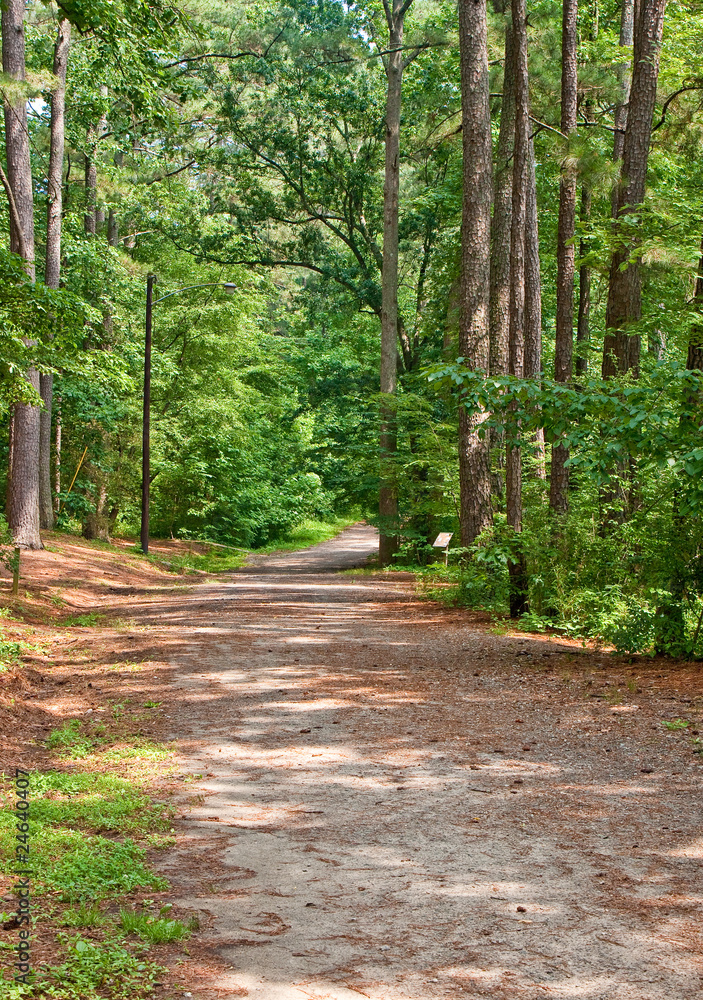 Fototapeta premium Wide Path Through Green Forest