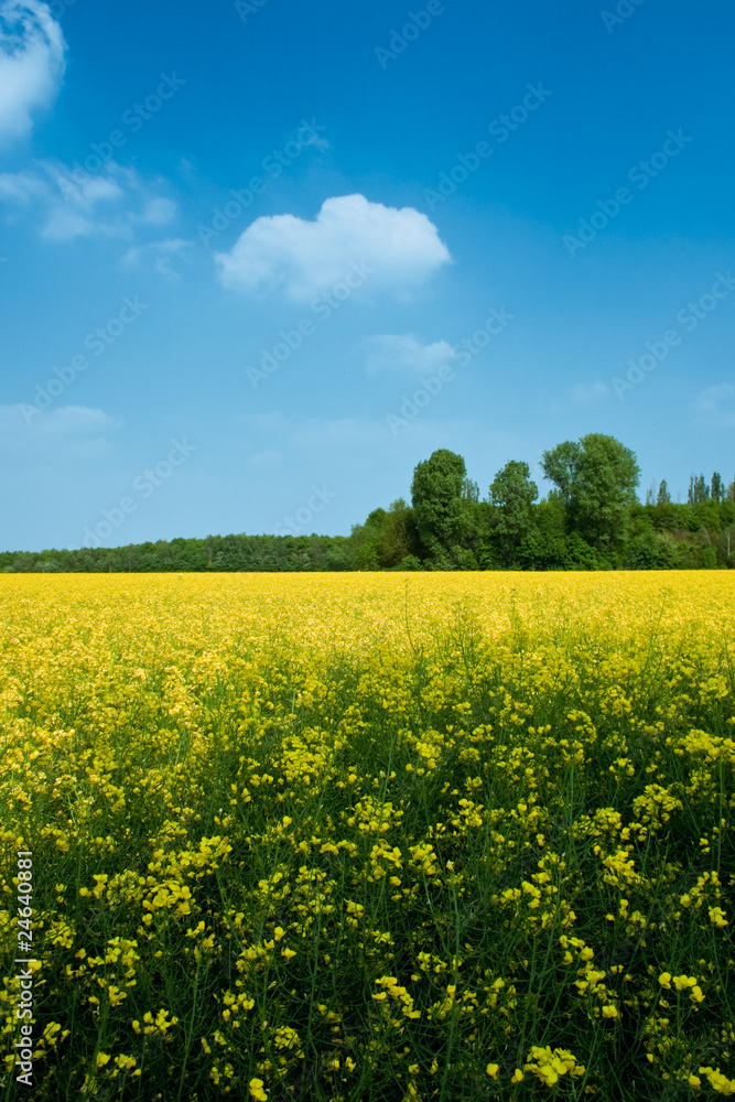 Obraz premium Rapsfeld