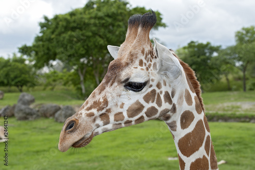 Giraffe