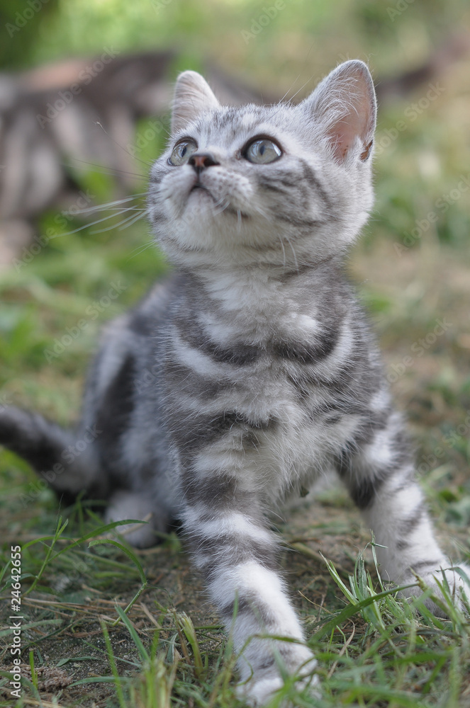 Obraz premium BRITISH SHORTHAIR