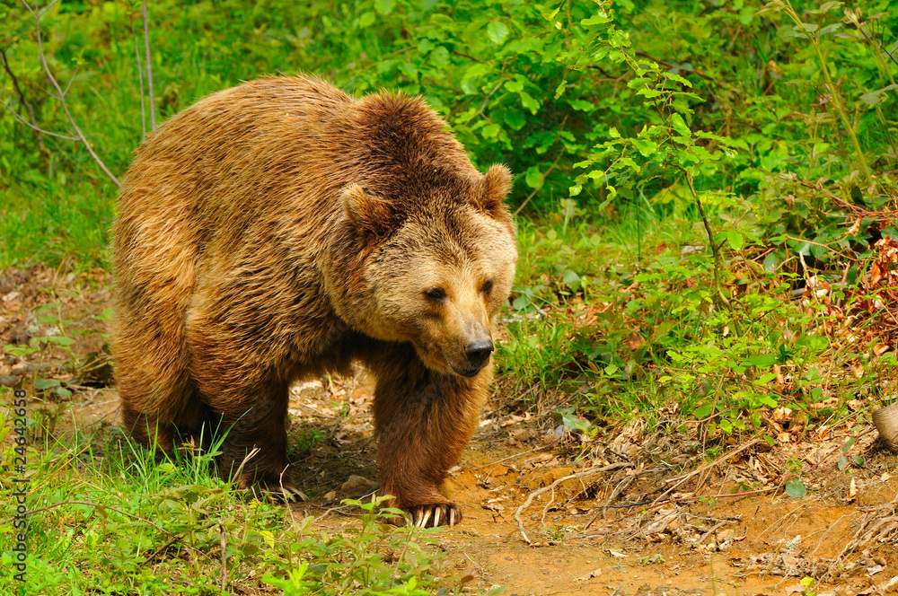 Obraz premium Braunbär