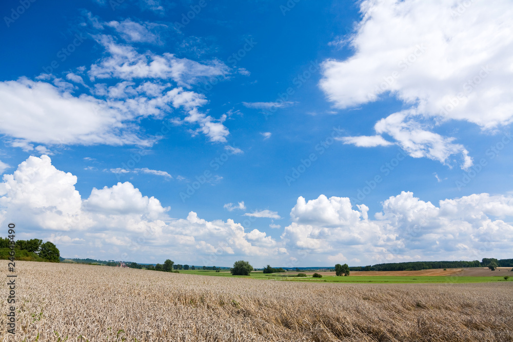 Feld im Sommer