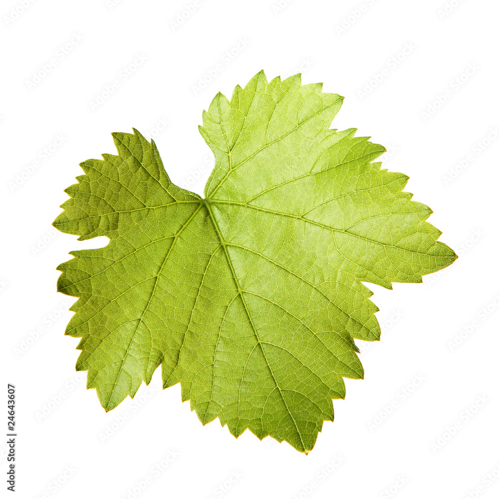 Green vine leaf Green vine leaf