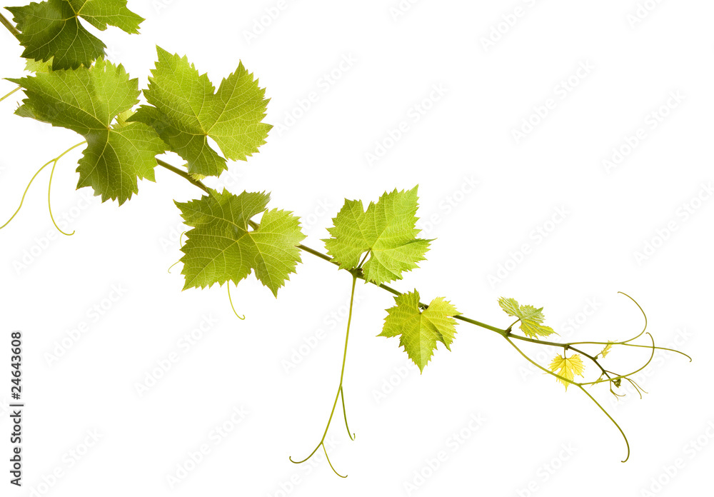 Branch of grape vine on white background Branch of grape vine on white background