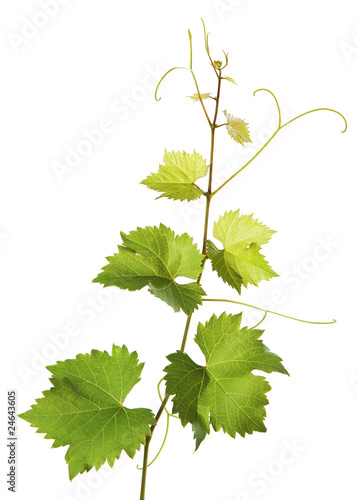 Branch of grape vine on white background