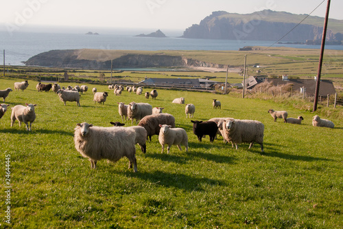 Schafherde am Atlantik