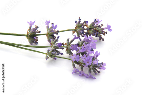 Fototapeta Naklejka Na Ścianę i Meble -  Lavande