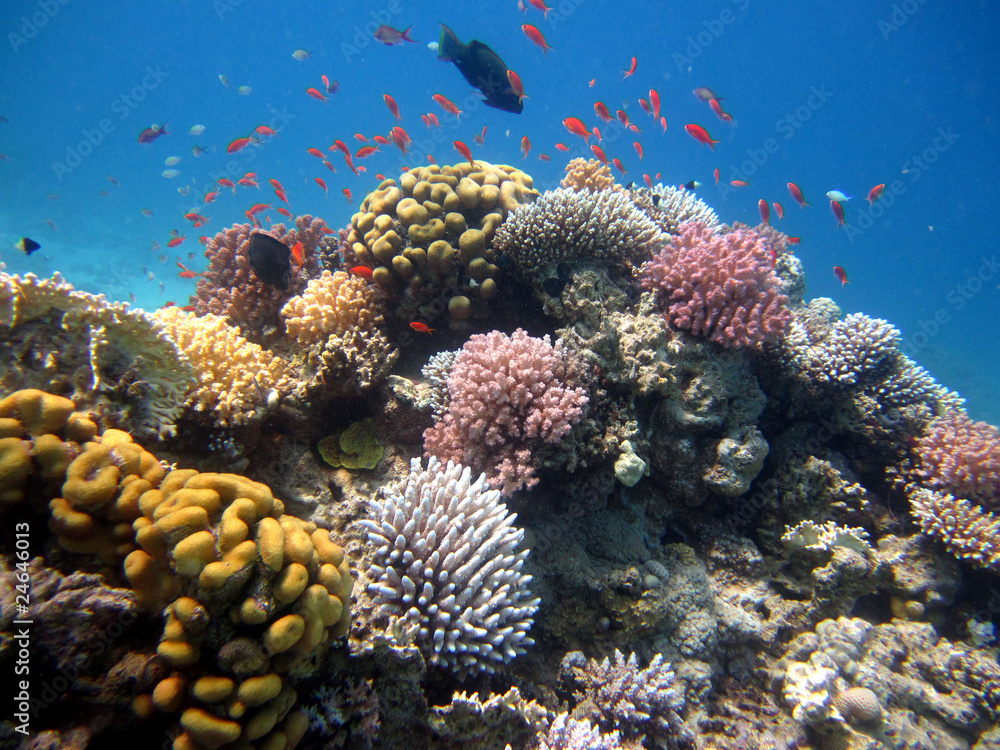Obraz premium Korallenriff
