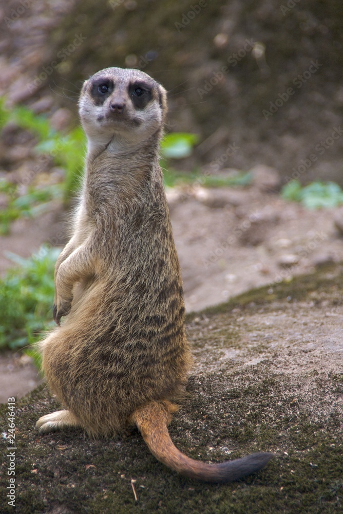 Fototapeta premium Meerkat (Suricata Suricatta), black eye patches clearly visible