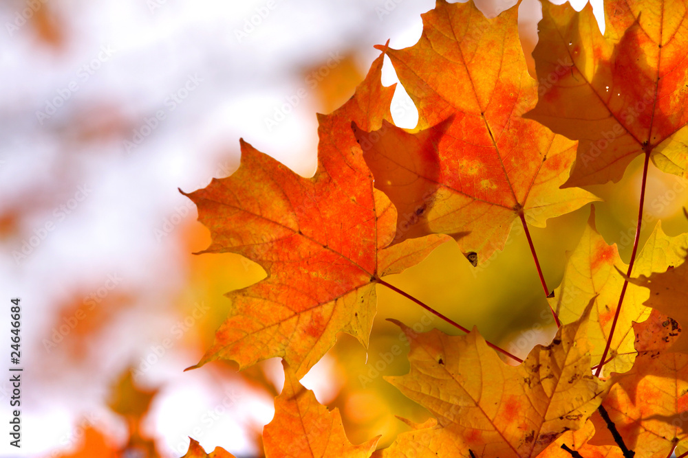 Colorful maple leaves