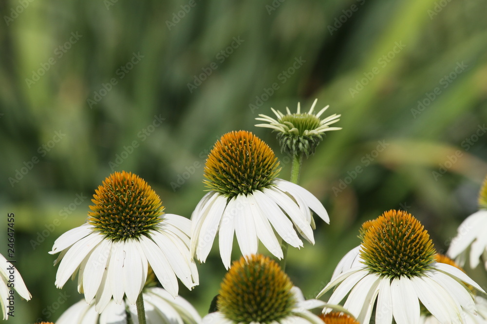 Blüten Blüten