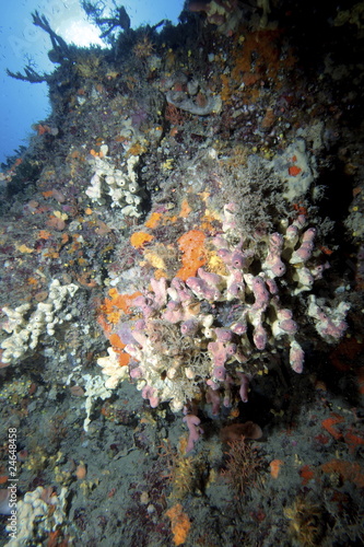 fondale marino mediterraneo