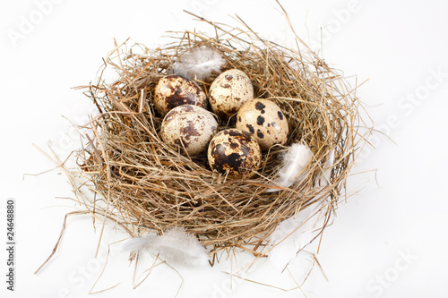 motley eggs at nest