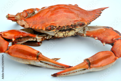 Red Crab Isolated on White