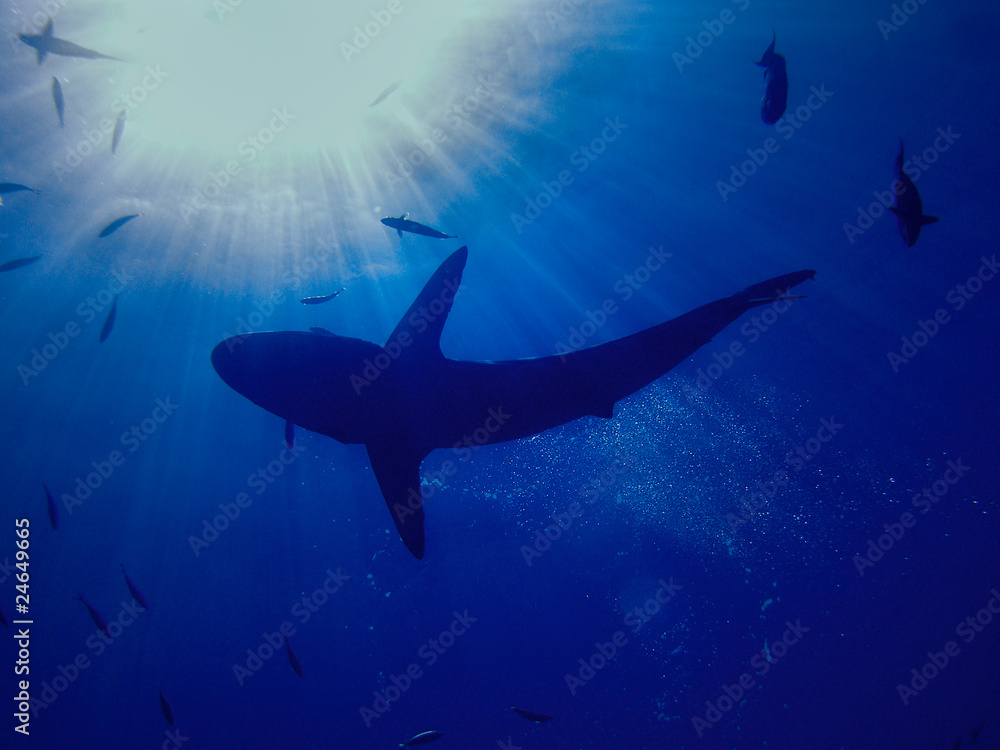 Obraz premium Shark swim in blue sea with sun rays and bubbles
