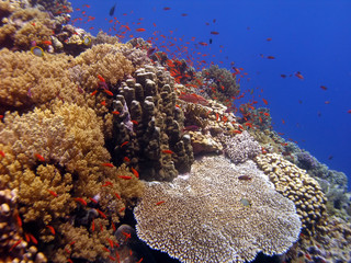 Foto auf Acrylglas Tauchen Multicolour reef with red fish and blue sea  © aquadao
