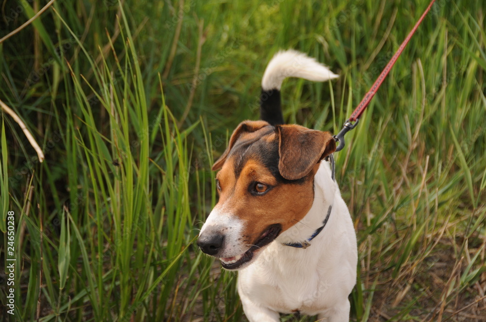 Jack Russel