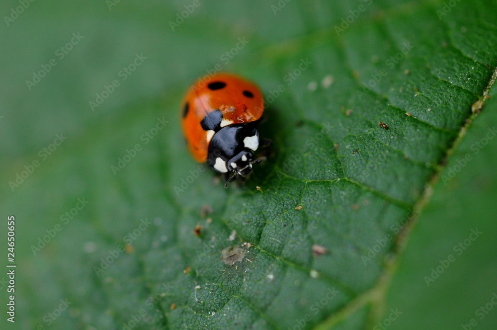 Macro coccinelle Macro coccinelle