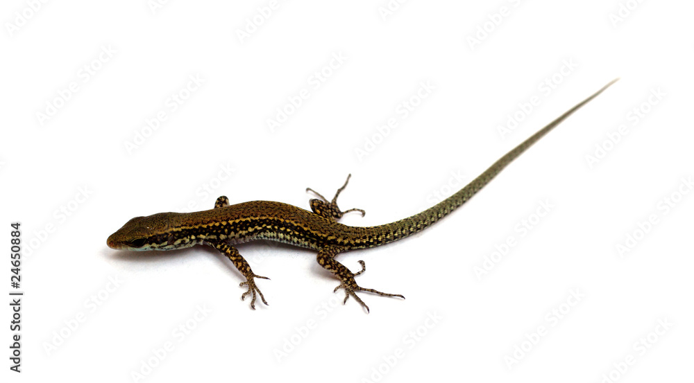 Naklejka premium Lucertola