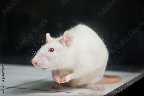 white (albino) laboratory rat on board during experiment