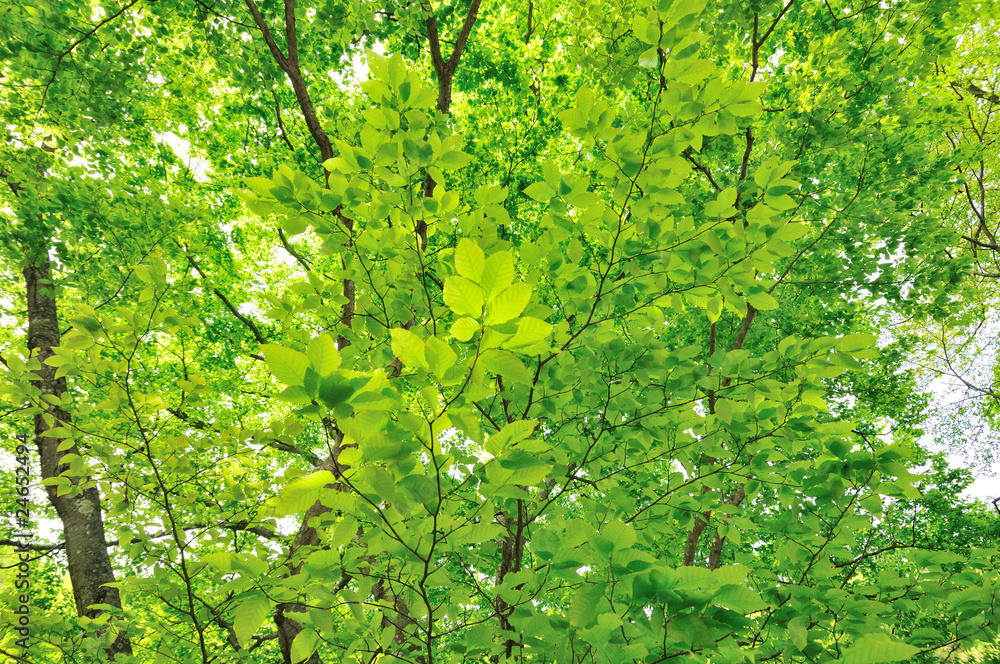 Obraz premium 新緑