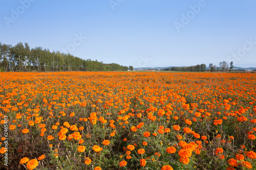 autumn marigold Field