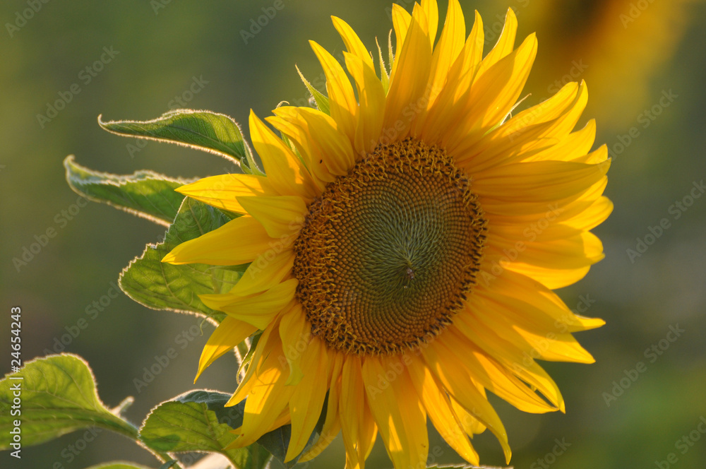 Obraz premium GER-Sunflower 2