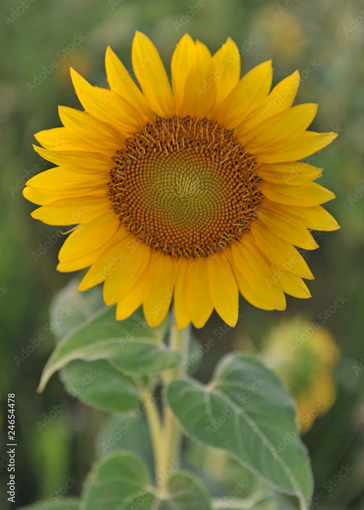 Beautiful sunflower in a field. Beautiful sunflower in a field.