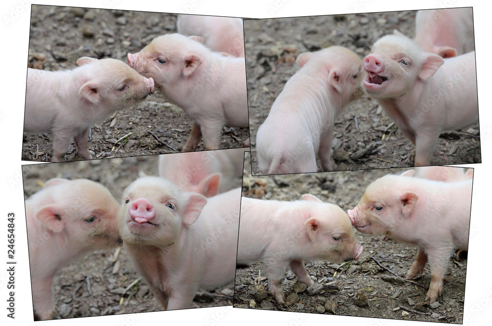 Lustiges Ferkel Quartett StockFoto Adobe Stock