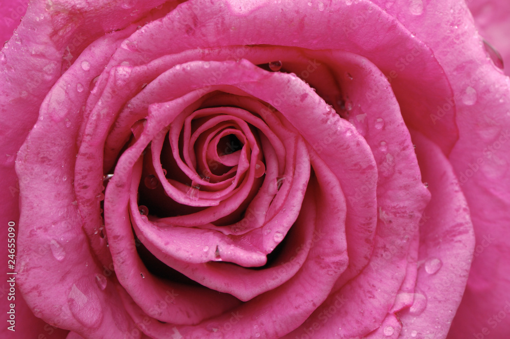 水滴の付いた薔薇の花びら 水滴の付いた薔薇の花びら