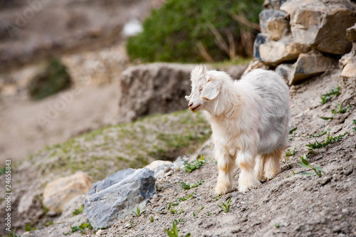 Cute Miniature Goat Lookaway